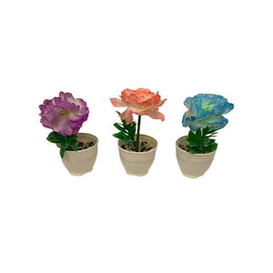 وردة سندانه بيضاء